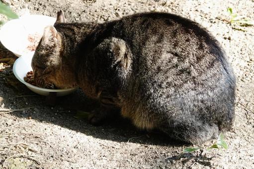 Photo, cat, meal, crisp, 