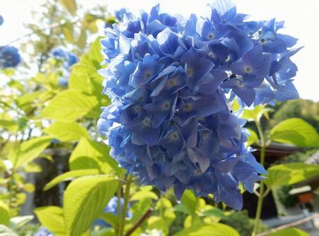 [Flower photo] Hydrangea flower, JPG