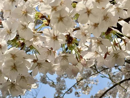 Photo, cherry blossoms, sakura, spring, 