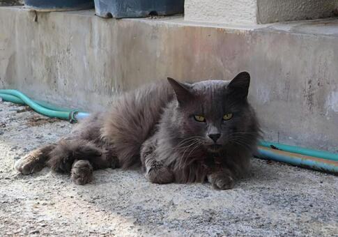 ボイスレスキャット 猫,動物,風景の写真素材