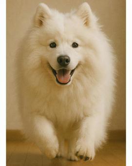 走り出す犬|サモエド|屋内 走り出す犬|サモエド|屋内の写真