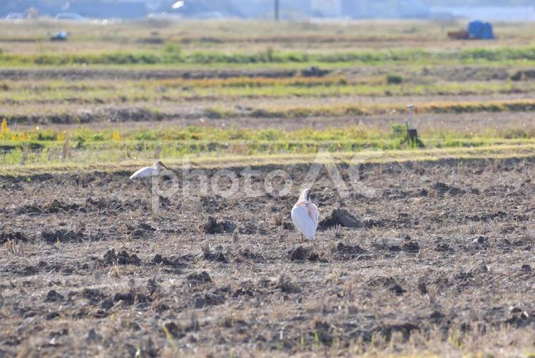 朱鷺と共に暮らす里 朱鷺,ニッポニア・ニッポン,鳥の写真素材