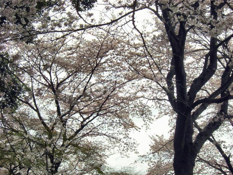 清水公園の桜-9 清水公園,千葉県野田市,桜の木の写真素材