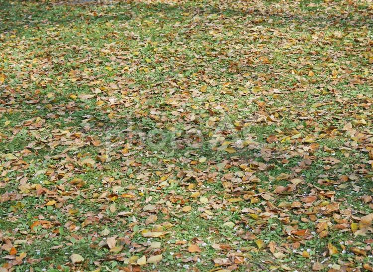 芝生と落ち葉（秋のイメージ）１ 落ち葉,枯れ葉,秋の写真素材