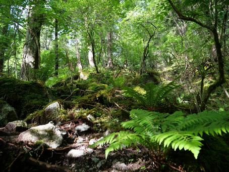 鳳凰三山のドンドコ沢登山道 鳳凰三山のドンドコ沢登山道 南精進ヶ滝,鳳凰三山,ドンドコ沢の写真素材