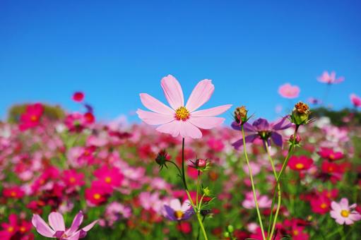 コスモス コスモス,花,花びらの写真素材