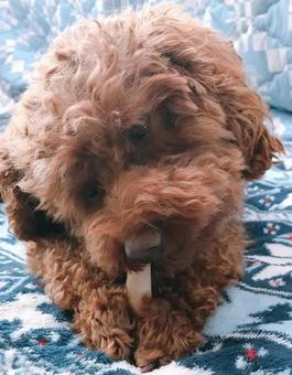 トイプードル トイプードル トイプードル,犬,愛犬の写真素材