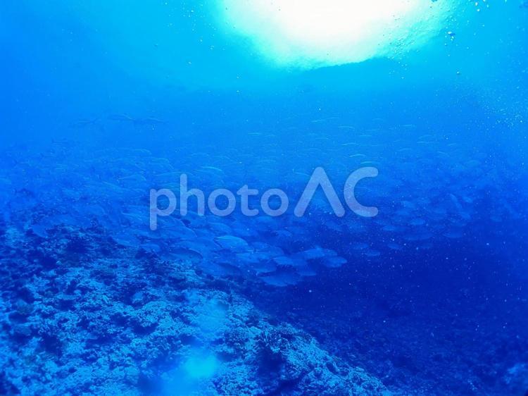 沖縄粟国島のギンガメアジの魚群2 夏,青,自然の写真素材