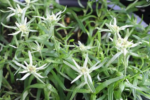 植物 エーデルワイス 植物 エーデルワイス エーデルワイス,植物,花の写真素材