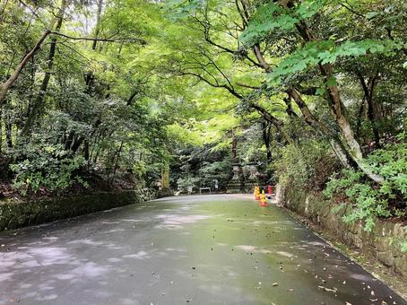 石上神宮 参道 石上神宮 参道の写真