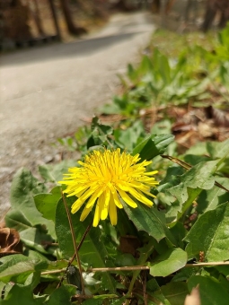 道端のたんぽぽ 道端のたんぽぽの写真