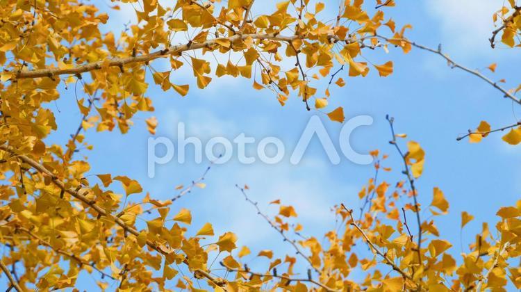 青空とイチョウの紅葉フレーム イチョウ,紅葉,樹木の写真素材