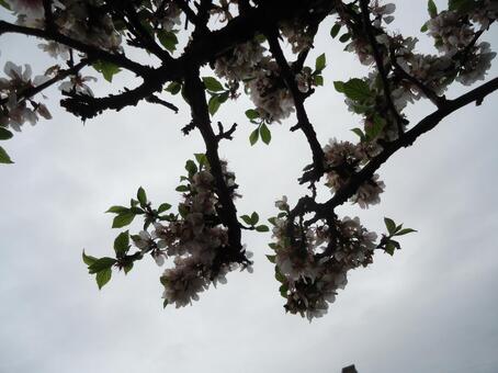 Cherry blossom cherry blossom, JPG