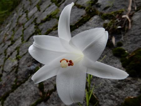 【花の写真】タカサゴユリ 【花の写真】タカサゴユリの写真