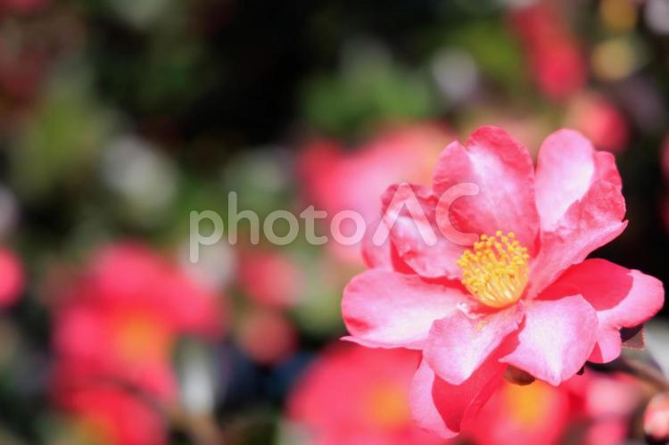 冬に咲く椿と背景ボケ 椿,花,植物の写真素材