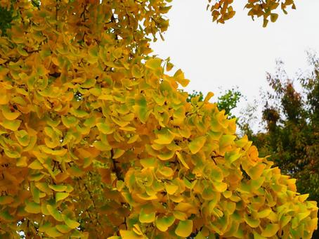 黄緑と黄のグラデーションが美しいイチョウ 雑司ヶ谷,鬼子母神,公孫樹の写真素材