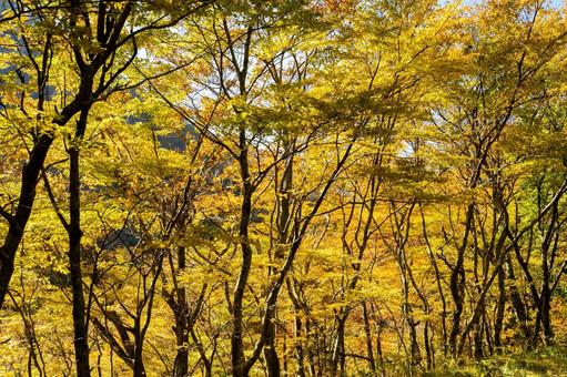 二口渓谷の紅葉⑺ 秋,紅葉,木々の写真素材