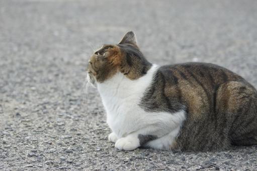 ねこ ねこ にゃんこ,可愛い,野良猫の写真素材