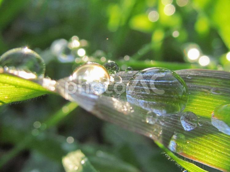 水滴と緑の葉と朝の光 水滴,すいてき,waterの写真素材