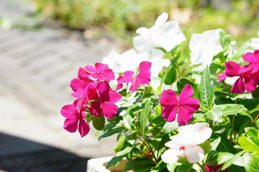 鮮やかなサンパチースの花々 鮮やかなサンパチースの花々 サンパチース,花,ピンクの写真素材