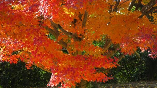 色づくモミジ もみじ,秋,モミジの写真素材