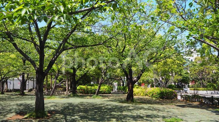 都会のオアシス・初夏の行船公園・江戸川区 初夏,オアシス,行船公園の写真素材