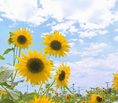ひまわり ひまわり 夏,四季,壁紙の写真素材