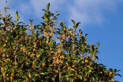 秋の晴天と金木犀の花 キンモクセイ,金木犀,秋の写真素材