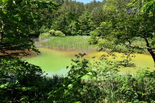 裏磐梯・五色沼、神秘的な自然環境と沼﻿ 五色沼,福島,裏磐梯の写真素材