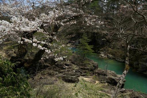 川辺に咲く桜 川辺に咲く桜の写真