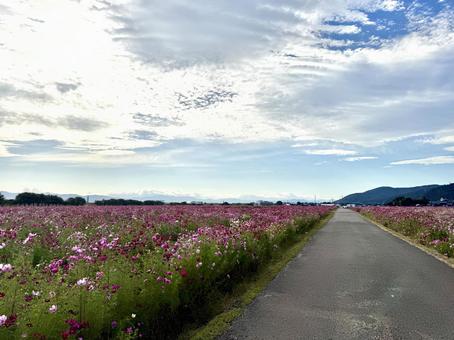 福井県 曇り空と宮ノ下コスモス公苑 福井県 曇り空と宮ノ下コスモス公苑 あぜ道,福井県,宮ノ下コスモス公苑の写真素材
