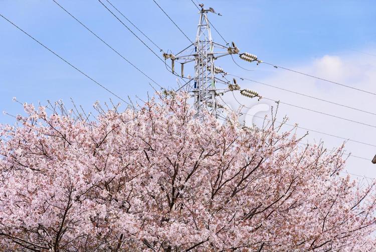 青空の下での鉄塔と桜 桜並木,桜,サクラの写真素材