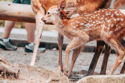 向こう側にいきます 向こう側にいきます 鹿,動物,哺乳類の写真素材
