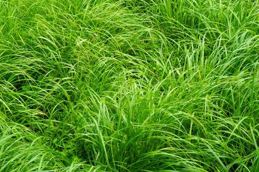 夏の生い茂る雑草 夏の生い茂る雑草 雑草,夏の雑草,散策の写真素材