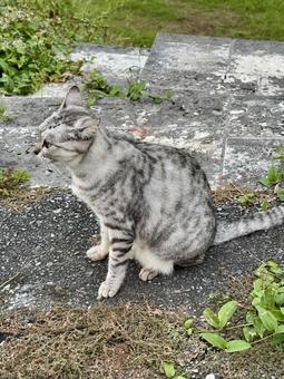 遠くを見つめる猫 猫,地域猫,さくら猫の写真素材