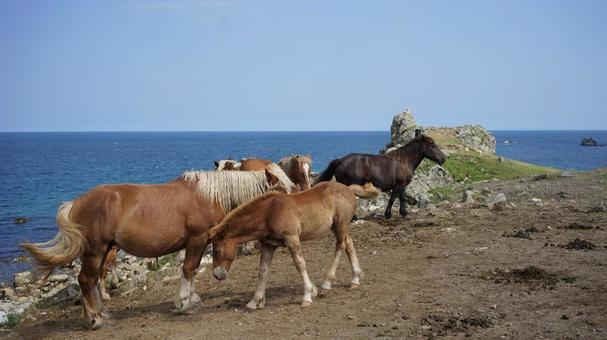 岬に暮らす馬たち 岬に暮らす馬たち 馬,海,岬の写真素材