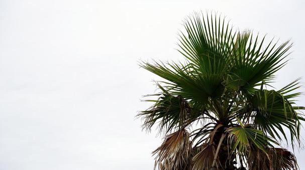 屋外のやしの木 屋外のやしの木の写真