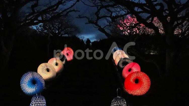 岩本山公園　早春の梅園で和傘アート 夜景,春,梅園の写真素材