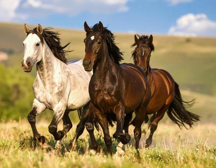 野生の馬 野生の馬の写真
