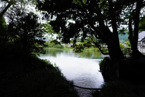 木陰から見える金鱗湖 木陰から見える金鱗湖の写真
