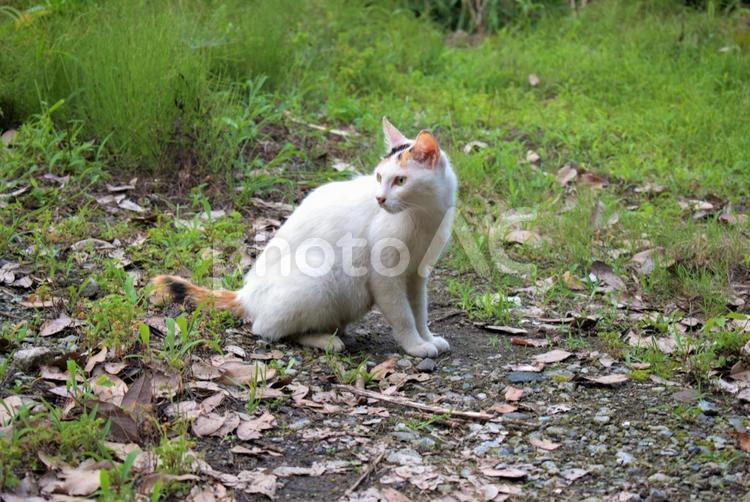 別府市　朝見で撮影した白猫 ねこ,ネコ,猫の写真素材