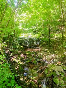 森 森 木々,森,自然の写真素材
