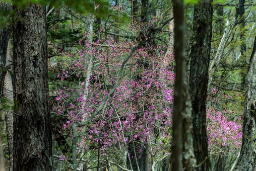 Azalea in the forest, JPG Azalea in the forest, JPG