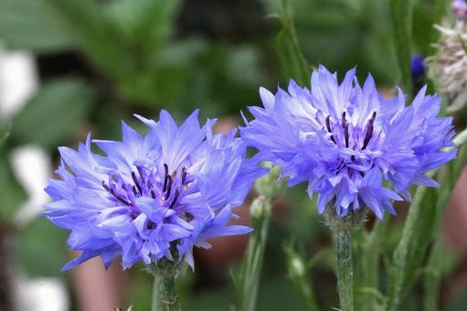 ヤグルマギクの写真