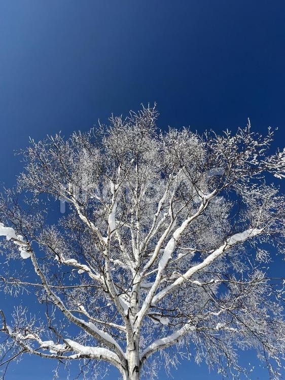 北海道の冬と青空 木,青空,晴れの写真素材