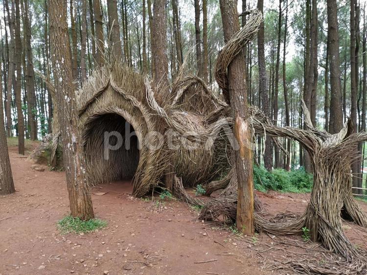インドネシア　ジャワ島中部の自然公園 自然公園,ジャワ島,インドネシアの写真素材