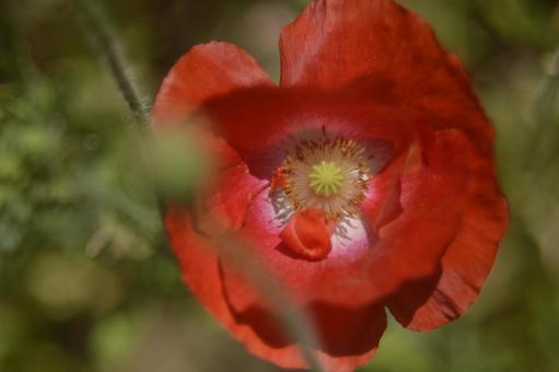 花 花の写真