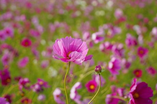 ピンクのコスモス 秋,11月,コスモスの写真素材