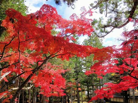 秋■紅葉 秋■紅葉の写真