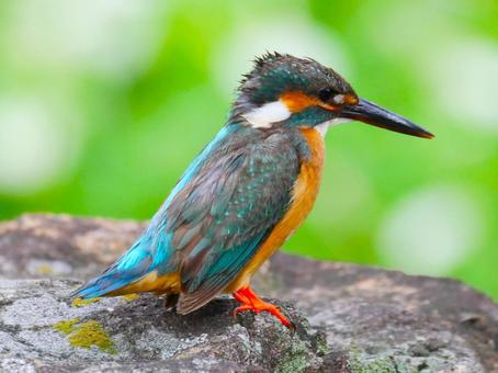 Kingfisher.2, JPG